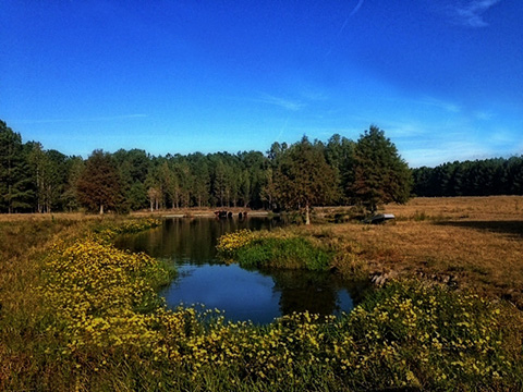 Alabama hunting land